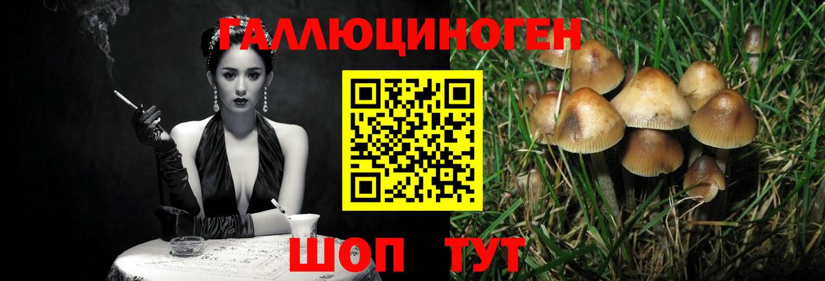 Псилоцибиновые грибы Psilocybine cubensis Карасук